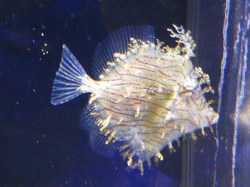 人が大好き！チワワ（ホワイトブラック＆タン）男の子