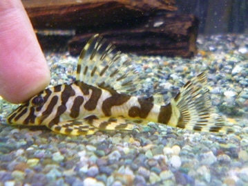 コミドリコンゴウインコ