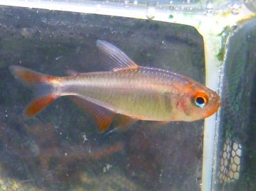 アメリカンクレステッドモルモット