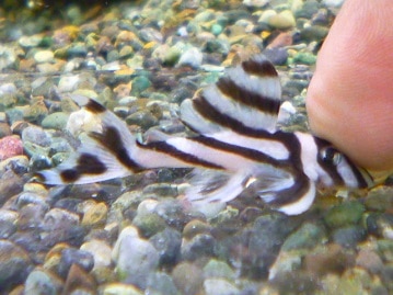 錦花鳥（キンカチョウ）