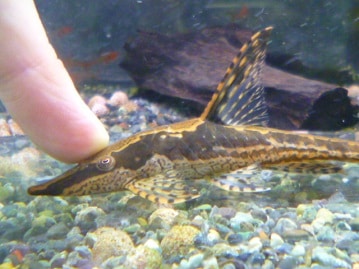 トイプードル　男の子　２０１９年５月８日入舎