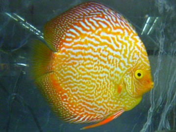 ダイヤモンドフィンチ