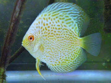 アメリカンクレステッドモルモット