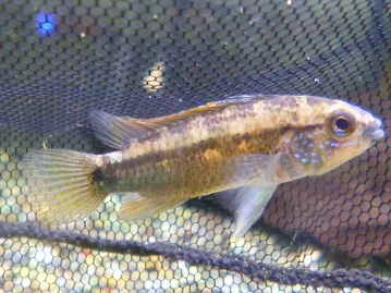 ウロコインコの仲間