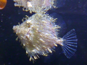 マンチカン　男の子　２０１９年５月１５日撮影