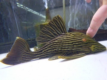 アキクサインコ（秋草インコ）