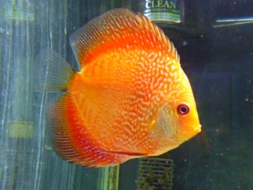 コミドリコンゴウインコ