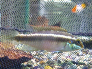 マメルリハ　アメリカンイエロー　男の子　２０１９年５月４日撮影