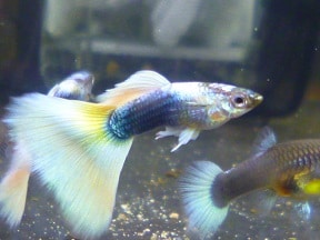 ウロコインコの仲間