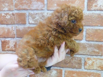 当店人気Ｎｏ１の柴犬（赤）男の子