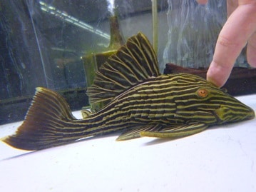 ひんやりクール猫鍋　限定カラー御紹介！