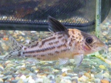 アキクサインコ（秋草インコ）