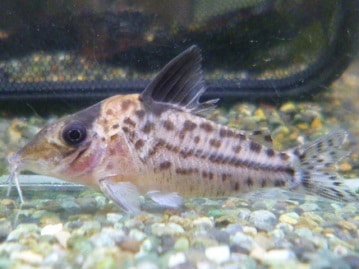 コミドリコンゴウインコ