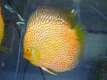 ダイヤモンドフィンチ