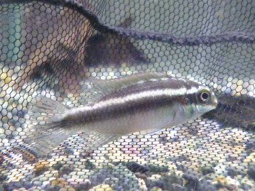 マメルリハ　アメリカンイエロー　女の子　２０１９年５月７日撮影