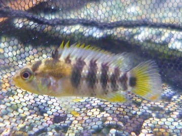 アメリカンクレステッドモルモット