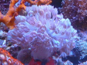 錦花鳥（キンカチョウ）