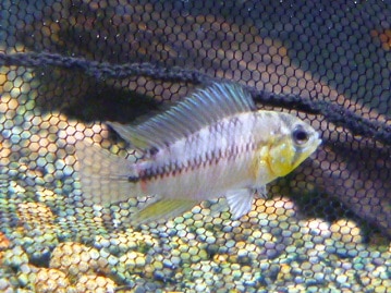 ジャンボセキセイインコ