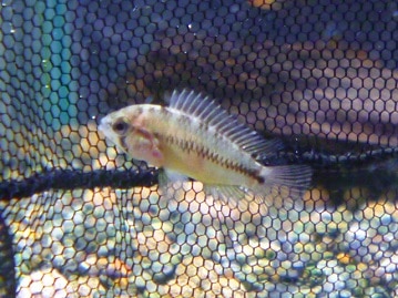 カナリアの仲間