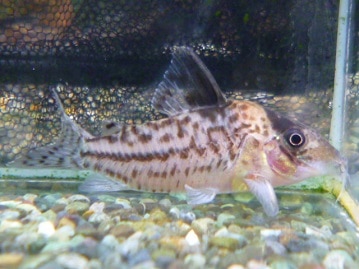 ジャンボセキセイ