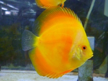 ビセイインコ（美声インコ）