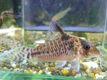 カナリアの仲間