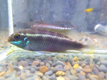 カナリアの仲間