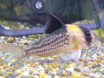 カナリアの仲間