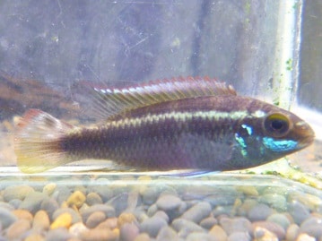 カナリアの仲間