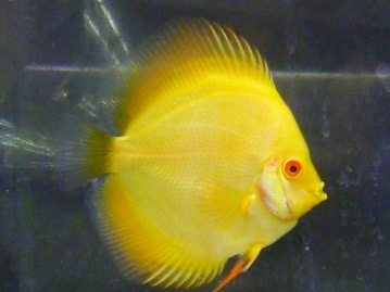 ジャンボセキセイ