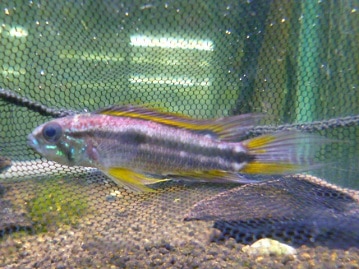 ビセイインコ（美声インコ）