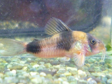 サザナミインコ