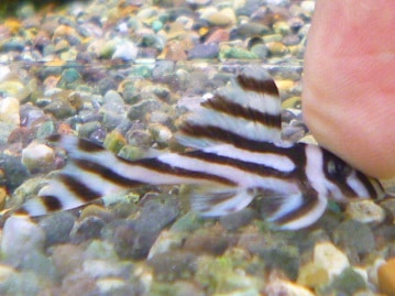 サザナミインコ