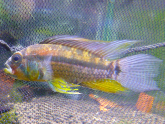 ビセイインコ（美声インコ）