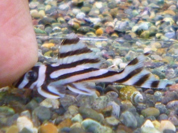 マメルリハ　コバルトファローパイド　男の子　２０１９年５月１９日撮影