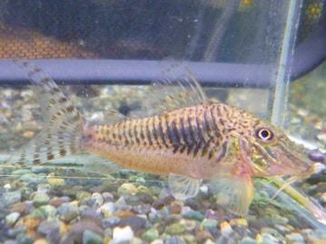 サザナミインコ