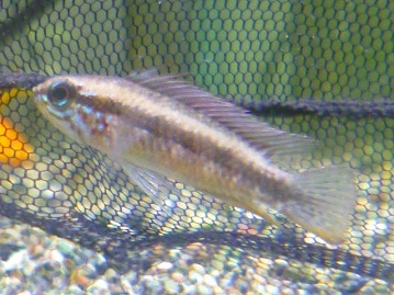 シマリス（ノーマル）