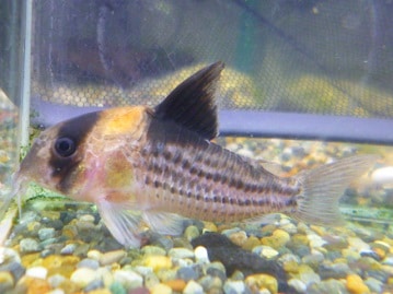 シマリス（ノーマル）