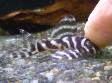 リチャードソンジリス