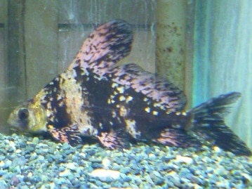 ブリティッシュショートヘアーお鼻まわりのこんもり具合が最高！