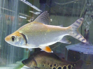 ミニチュアダックス