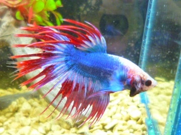 ブリティッシュショートヘア