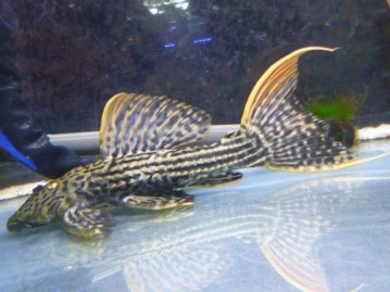 リチャードソンジリス