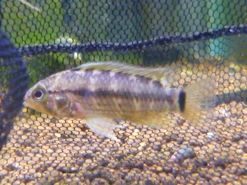 ブリティッシュショートヘア