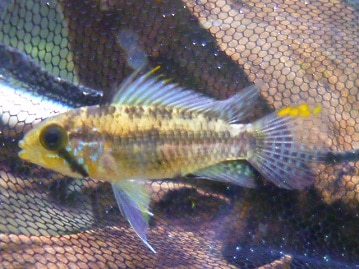 カンムリコサイチョウ