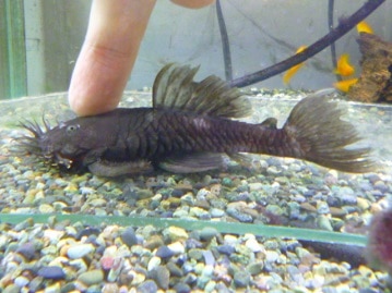 リチャードソンジリス