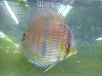 ブリティッシュショートヘア