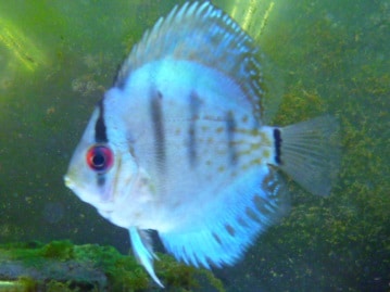 ブロンズカナリア