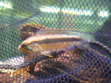 アメリカンショートヘア