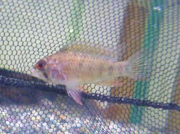 カンムリコサイチョウ